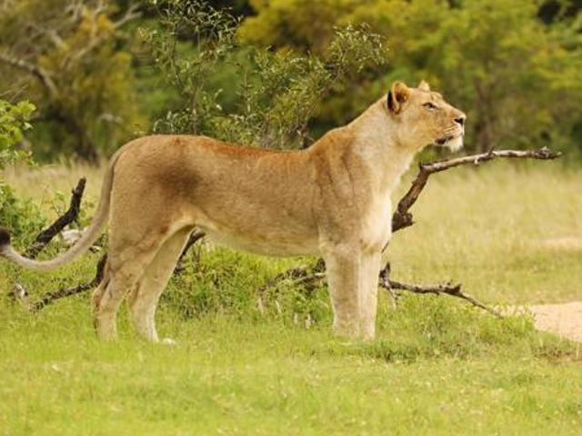Land for sale in Mopani, Limpopo