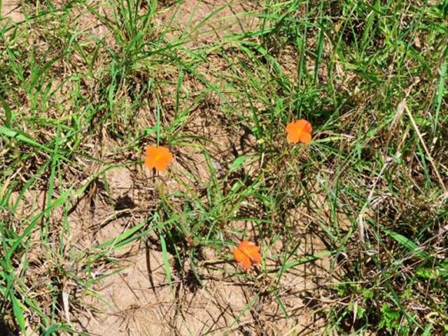 Land for sale in Mopani, Limpopo