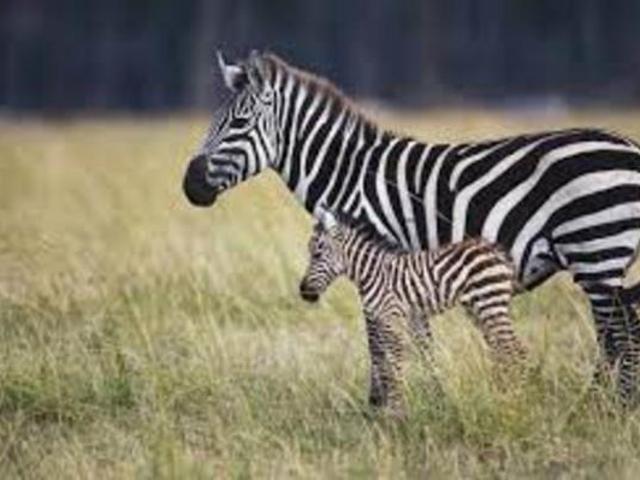 Land for sale in Gauteng
