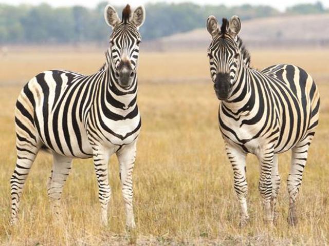 Land for sale in Gauteng