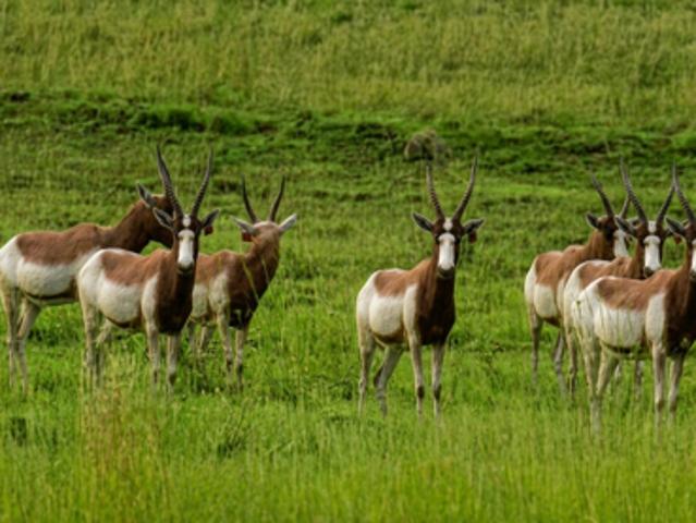 Land for sale in Gauteng