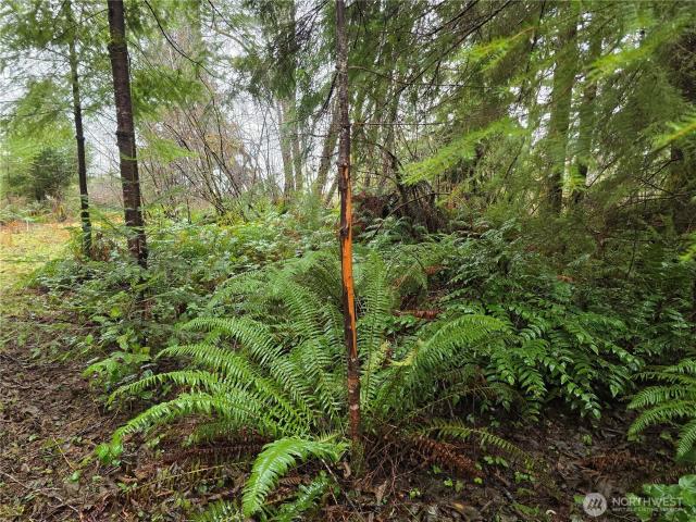 Land for sale in Elma, Washington
