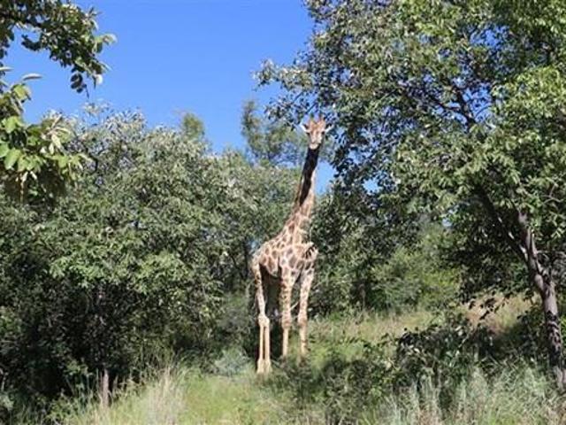 Land for sale in Limpopo