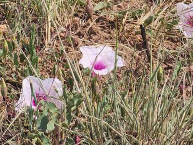 Land for sale in Gauteng