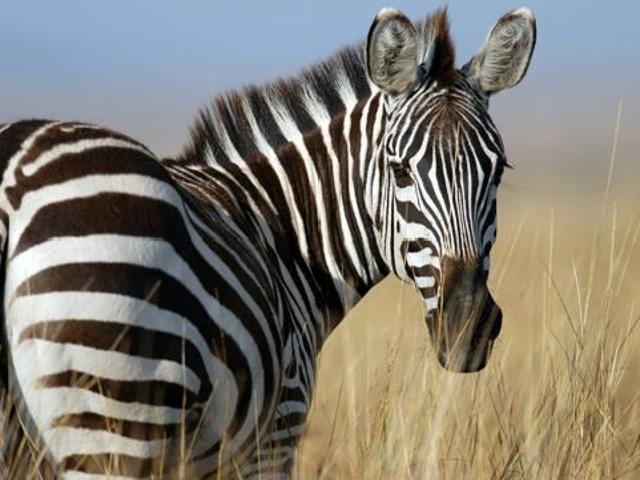 Land for sale in Gauteng