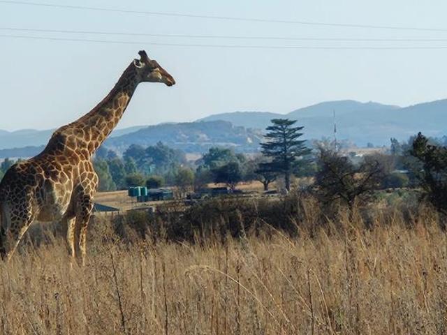 Land for sale in Koppies, Free State