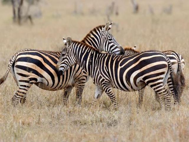 Land for sale in Gauteng