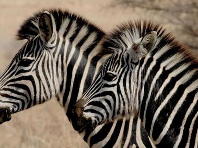 Land for sale in Gauteng