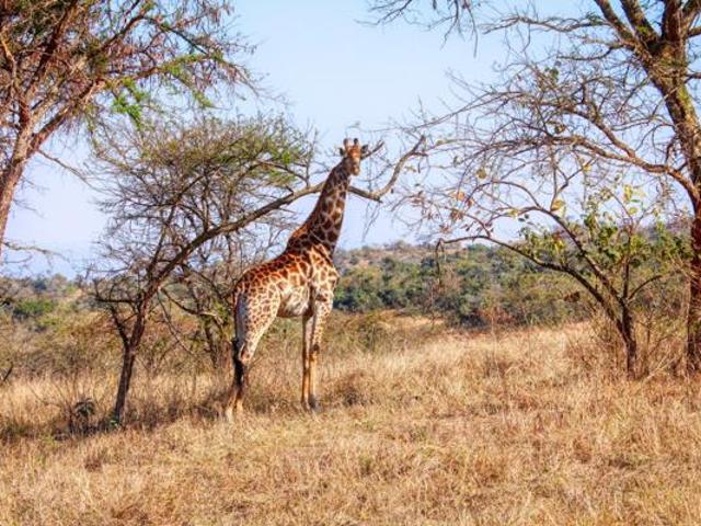 Land for sale in Ehlanzeni, Mpumalanga