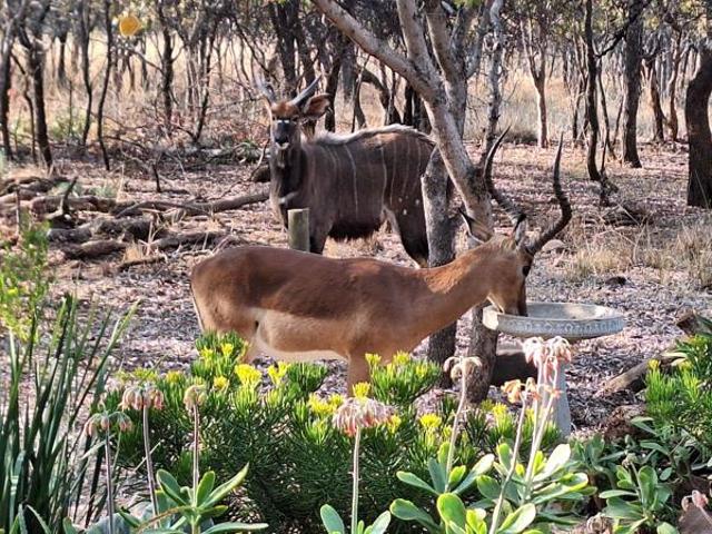 Property for sale in Limpopo