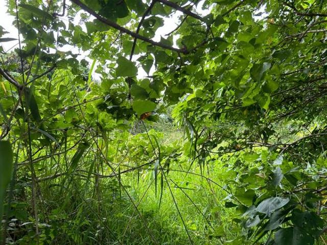 Property for sale in Mtunzini, Kwazulu-natal