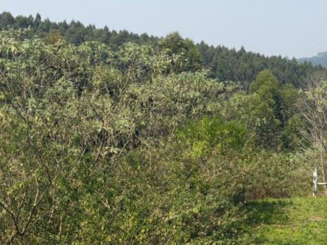 Land for sale in Umgungundlovu, Kwazulu-natal