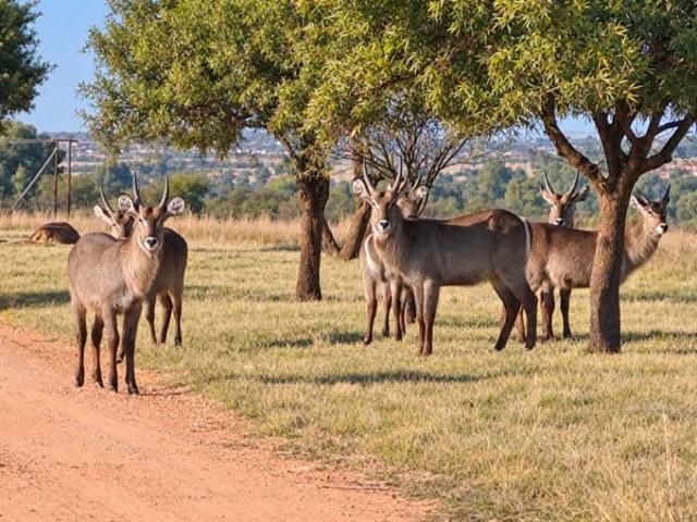 Land for sale in Koppies, Free State