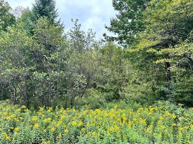 Land for sale in Lewis County, New York