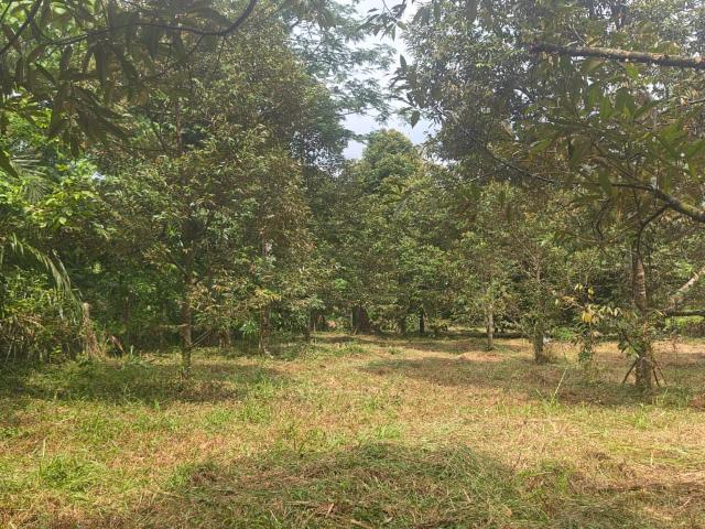Property for sale in Kalumpang, Selangor