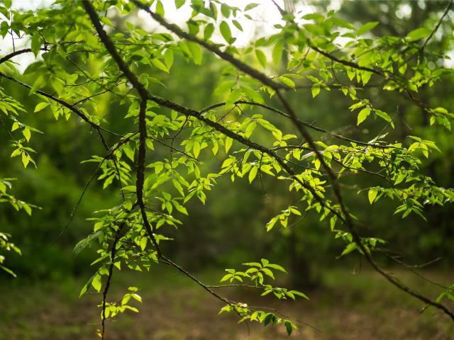 Land for sale in Walker, Texas