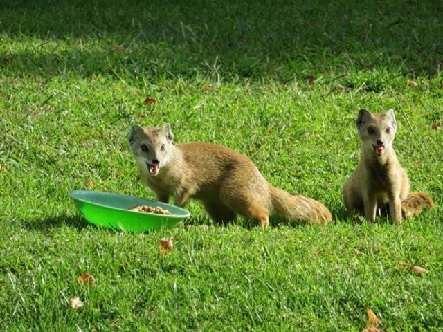 Property for sale in Oranjeville, Free State