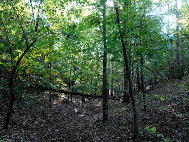 Land for sale in Cherokee, Colbert County