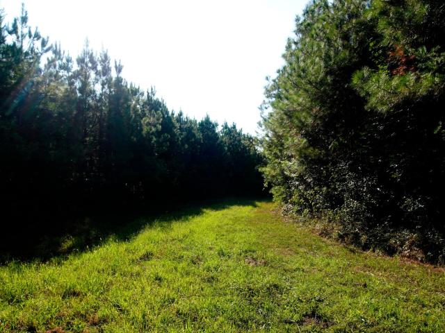 Land for sale in Cherokee, Colbert County