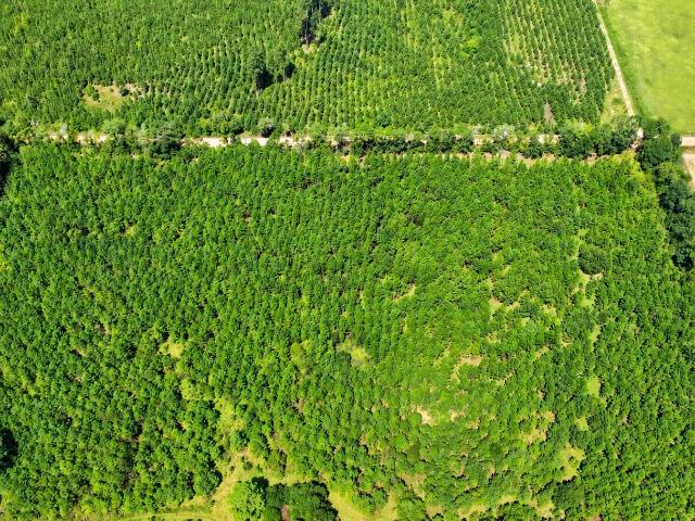 Land for sale in Alligood, Dexter
