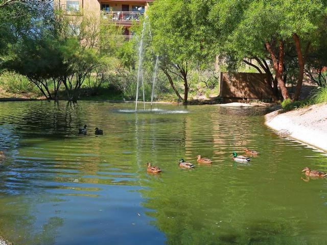 Apartment for rent in Catalina Foothills, Pima County