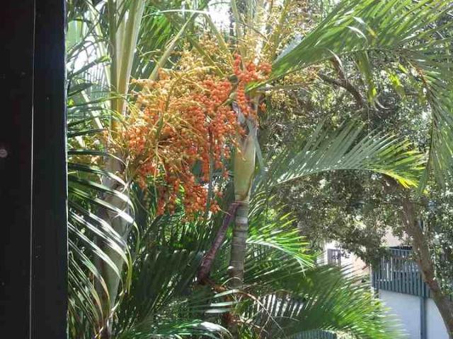 Condo for rent in Saint Petersburg, Florida