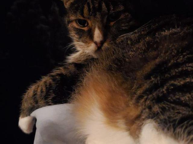 Room for rent in Woodstock, Ontario