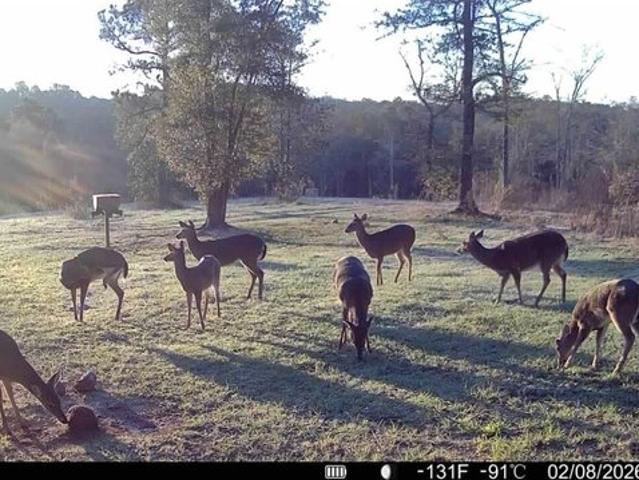 Land for sale in Dale, Alabama
