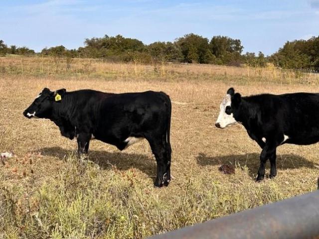 Land for sale in Wise, Texas