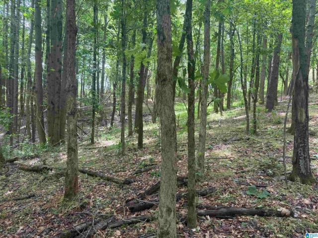 Land for sale in Ranburne, Alabama