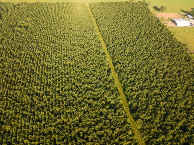 Land for sale in Dequincy, Louisiana