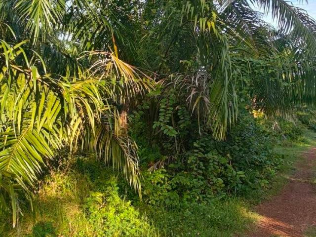 Property for sale in Kuala Selangor, Selangor