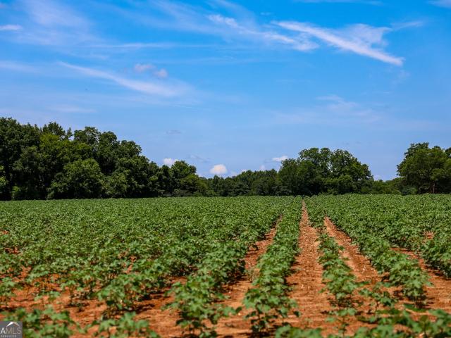 Land for sale in Edison, Georgia