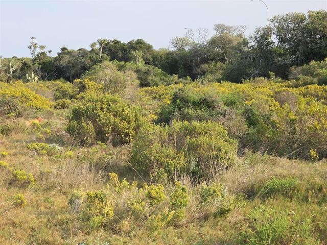 Farm for sale in Cape St Francis, Eastern Cape