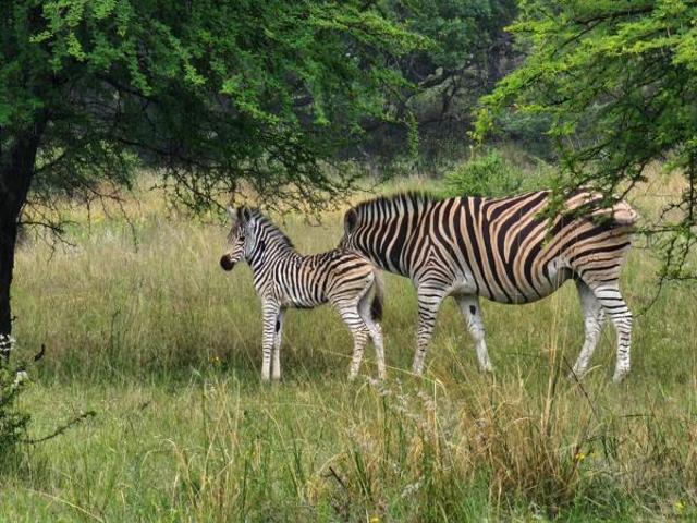Land for sale in 57 Waterberg, Lephalale Local Municipality