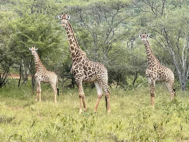 Land for sale in Greater Tubatse Municipality, Limpopo