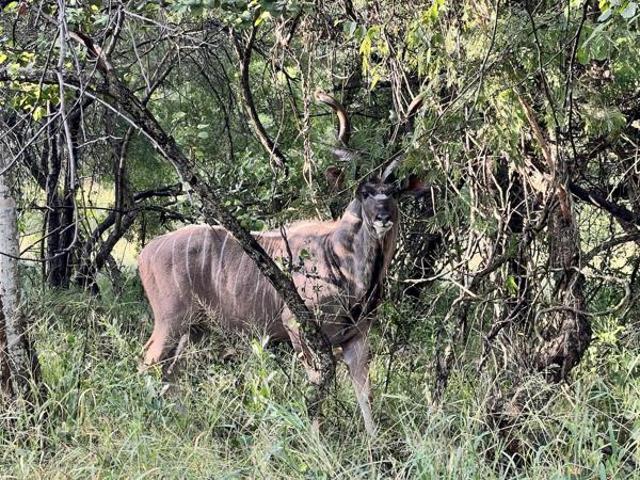 Land for sale in Greater Tubatse Municipality, Limpopo