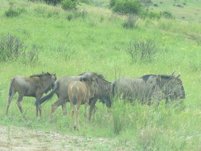 Land for sale in Gert Sibande, Mpumalanga