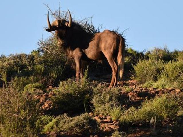 Land for sale in Groot Brak Rivier, Western Cape