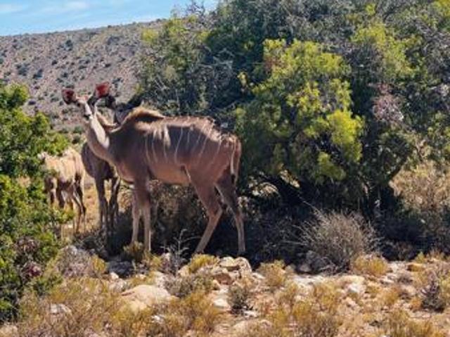 Land for sale in Groot Brak Rivier, Western Cape