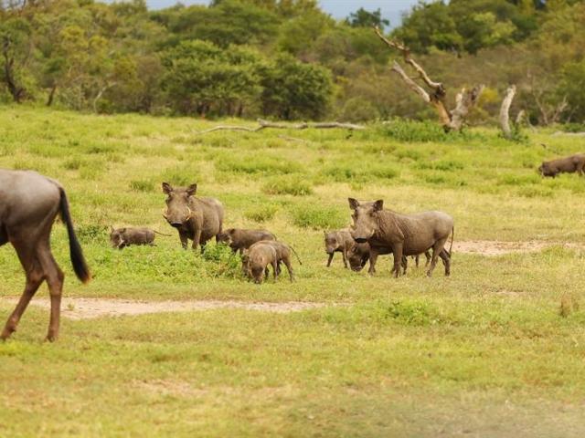 Land for sale in Mopani, Limpopo