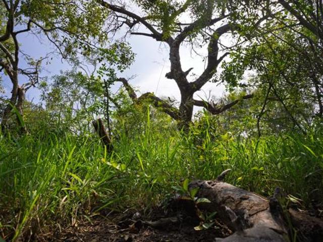 Land for sale in Mopani, Limpopo