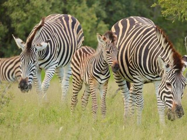 Land for sale in Mopani, Limpopo