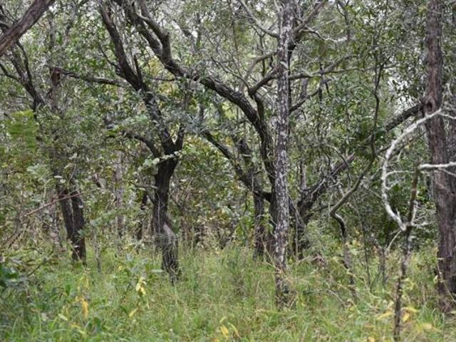 Land for sale in Mopani, Limpopo