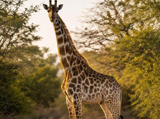 Land for sale in Hoedspruit, Maruleng Local Municipality
