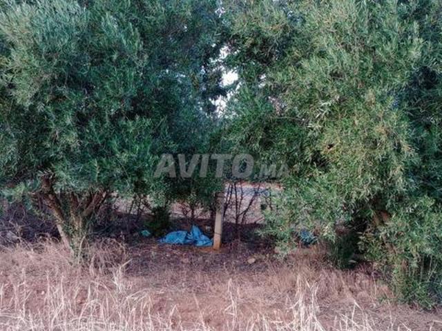 Propriété vente à Meknès