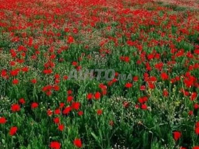 Propriété vente à Ifrane