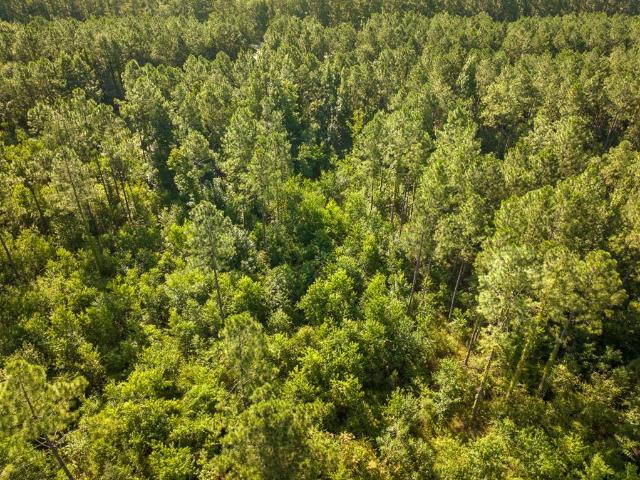 Land for sale in Oberlin, Louisiana