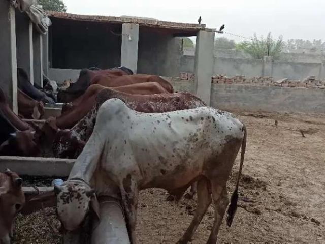 Land for sale in Bahawalpur, Islamabad Capital Territory