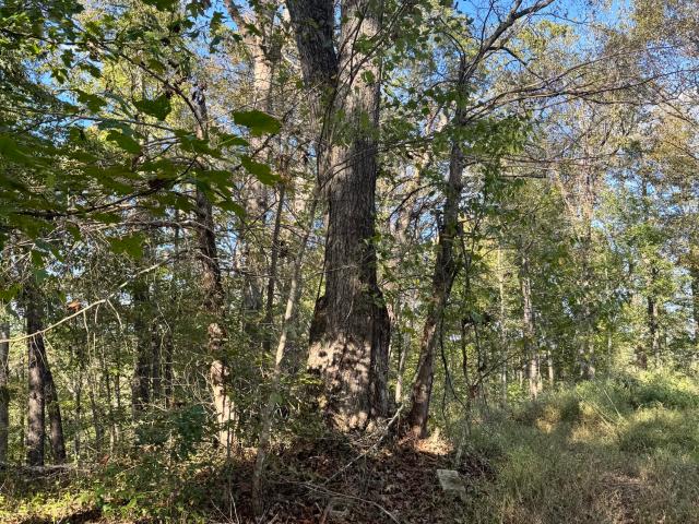 Land for sale in Beattyville, Kentucky